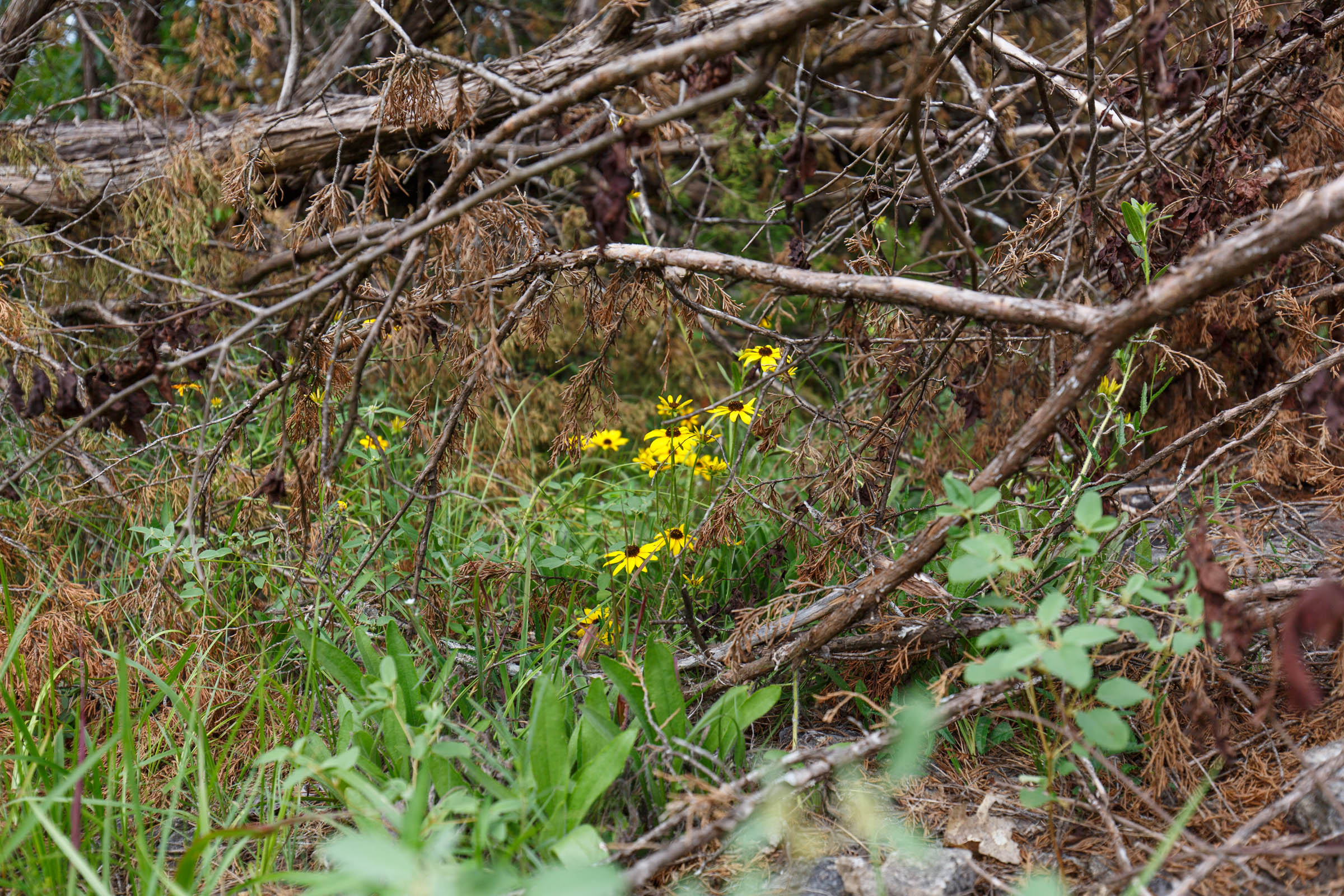 Tract 34 at Wild Wood in Taney County, Missouri