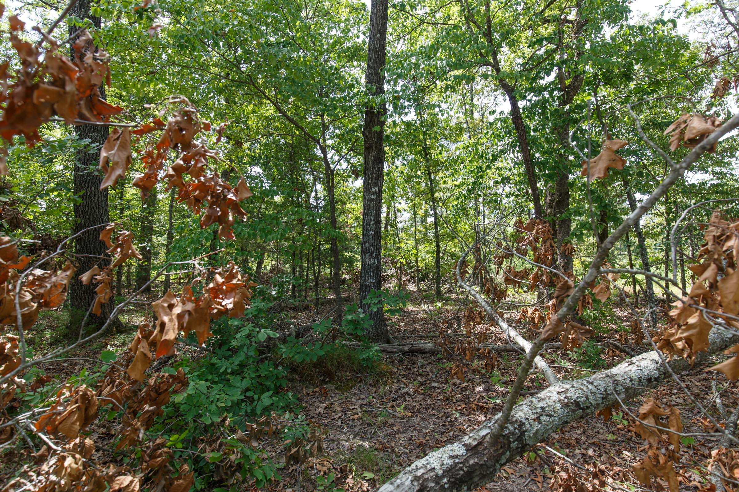 Tract 4 at Wild Wood in Taney County, Missouri
