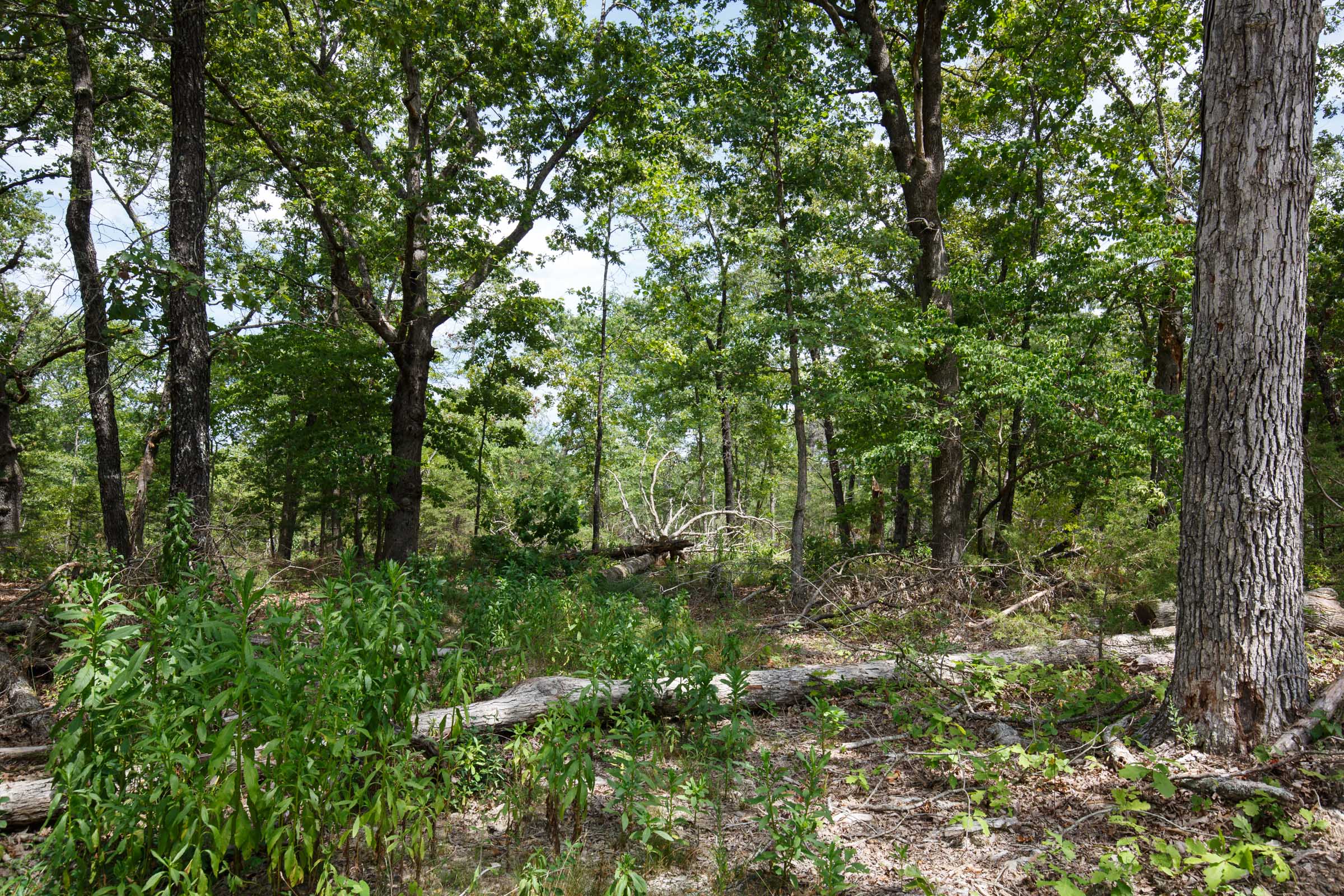 Tract 9 at Wild Wood in Taney County, Missouri