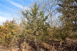 Forest Hill Tract 13