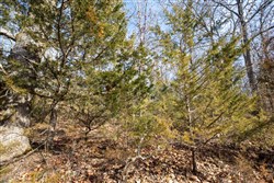 Forest Hill Tract 13