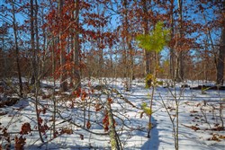 property photo for Sleepy Hollow Phase I Tract 12, 3.58 acres for sale in Texas County, Missouri