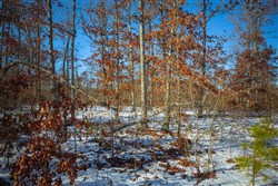 property photo for Sleepy Hollow Phase I Tract 12, 3.58 acres for sale in Texas County, Missouri