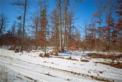 property photo for Sleepy Hollow Phase I Tract 12, 3.58 acres for sale in Texas County, Missouri