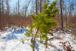 Sleepy Hollow Phase I Tract 13