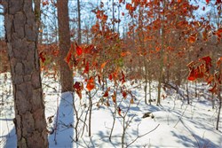 Sleepy Hollow Phase I Tract 13