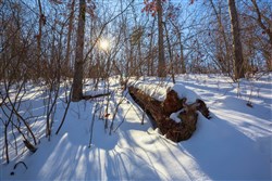 property photo for Sleepy Hollow Phase I Tract 19, 10.89 acres for sale in Texas County, Missouri