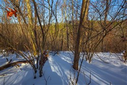 property photo for Sleepy Hollow Phase I Tract 19, 10.89 acres for sale in Texas County, Missouri