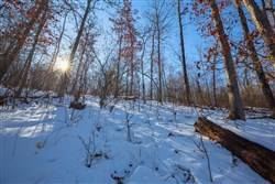property photo for Sleepy Hollow Phase I Tract 19, 10.89 acres for sale in Texas County, Missouri