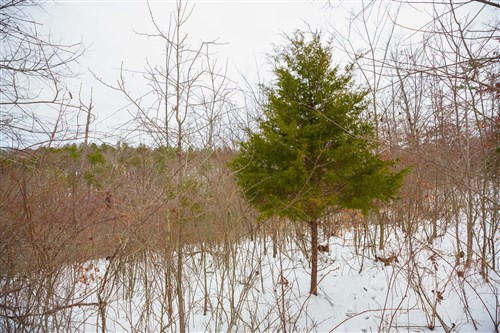 Sleepy Hollow Phase I Tract 21