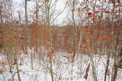 property photo for Sleepy Hollow Phase I Tract 23, 11.73 acres for sale in Texas County, Missouri