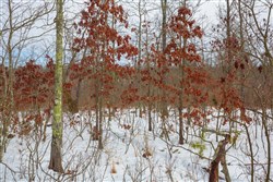 property photo for Sleepy Hollow Phase I Tract 23, 11.73 acres for sale in Texas County, Missouri