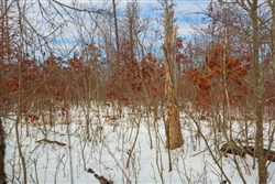 property photo for Sleepy Hollow Phase I Tract 23, 11.73 acres for sale in Texas County, Missouri
