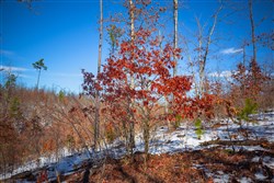 Sleepy Hollow Phase I Tract 26