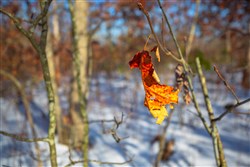 Sleepy Hollow Phase I Tract 29