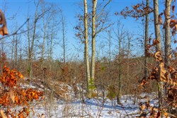 property photo for Sleepy Hollow Phase I Tract 30, 6.18 acres for sale in Texas County, Missouri