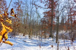 property photo for Sleepy Hollow Phase I Tract 30, 6.18 acres for sale in Texas County, Missouri