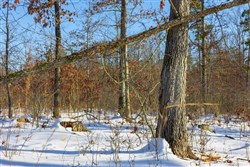 property photo for Sleepy Hollow Phase I Tract 30, 6.18 acres for sale in Texas County, Missouri