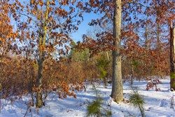 property photo for Sleepy Hollow Phase I Tract 31, 3.22 acres for sale in Texas County, Missouri