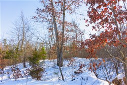 property photo for Sleepy Hollow Phase I Tract 31, 3.22 acres for sale in Texas County, Missouri