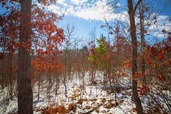 property photo for Sleepy Hollow Phase I Tract 34, 5.12 acres for sale in Texas County, Missouri