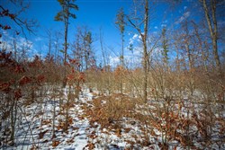 property photo for Sleepy Hollow Phase I Tract 34, 5.12 acres for sale in Texas County, Missouri
