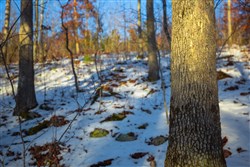 property photo for Sleepy Hollow Phase I Tract 35, 5.69 acres for sale in Texas County, Missouri