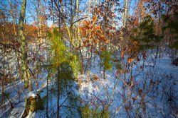 property photo for Sleepy Hollow Phase I Tract 35, 5.69 acres for sale in Texas County, Missouri