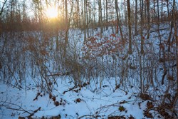 property photo for Sleepy Hollow Phase I Tract 35, 5.69 acres for sale in Texas County, Missouri