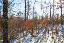 property photo for Sleepy Hollow Phase I Tract 35, 5.69 acres for sale in Texas County, Missouri
