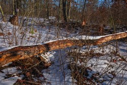 Sleepy Hollow Phase I Tract 43
