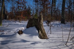 property photo for Sleepy Hollow Phase I Tract 44, 5.27 acres for sale in Texas County, Missouri
