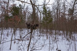 property photo for Sleepy Hollow Phase I Tract 48, 11.96 acres for sale in Texas County, Missouri
