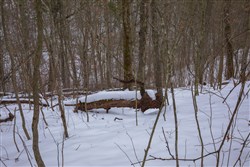property photo for Sleepy Hollow Phase I Tract 51, 12.02 acres for sale in Texas County, Missouri