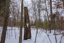 property photo for Sleepy Hollow Phase I Tract 51, 12.02 acres for sale in Texas County, Missouri