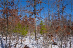 property photo for Sleepy Hollow Phase I Tract 56, 7.77 acres for sale in Texas County, Missouri