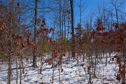 property photo for Sleepy Hollow Phase I Tract 56, 7.77 acres for sale in Texas County, Missouri