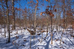 property photo for Sleepy Hollow Phase I Tract 56, 7.77 acres for sale in Texas County, Missouri