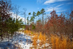 property photo for Sleepy Hollow Phase I Tract 58, 5.24 acres for sale in Texas County, Missouri