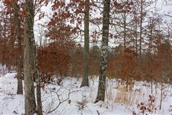 property photo for Sleepy Hollow Phase I Tract 6, 5.07 acres for sale in Texas County, Missouri
