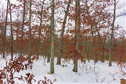 property photo for Sleepy Hollow Phase I Tract 6, 5.07 acres for sale in Texas County, Missouri