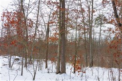 property photo for Sleepy Hollow Phase I Tract 6, 5.07 acres for sale in Texas County, Missouri