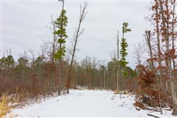 property photo for Sleepy Hollow Phase I Tract 8, 7.15 acres for sale in Texas County, Missouri
