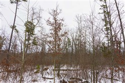 property photo for Sleepy Hollow Phase I Tract 8, 7.15 acres for sale in Texas County, Missouri