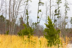 property photo for Sleepy Hollow Phase I Tract 8, 7.15 acres for sale in Texas County, Missouri