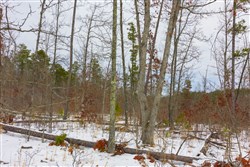 property photo for Sleepy Hollow Phase I Tract 8, 7.15 acres for sale in Texas County, Missouri