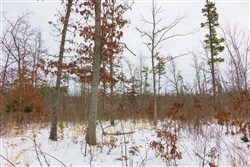 property photo for Sleepy Hollow Phase I Tract 8, 7.15 acres for sale in Texas County, Missouri