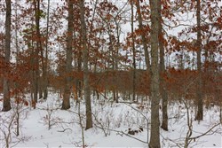 Sleepy Hollow Phase I Tract 9