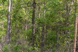 Sleepy Hollow Phase II Tract 103
