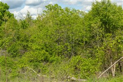 Sleepy Hollow Phase II Tract 103